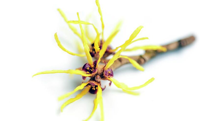 Hamamelis en Proctonic