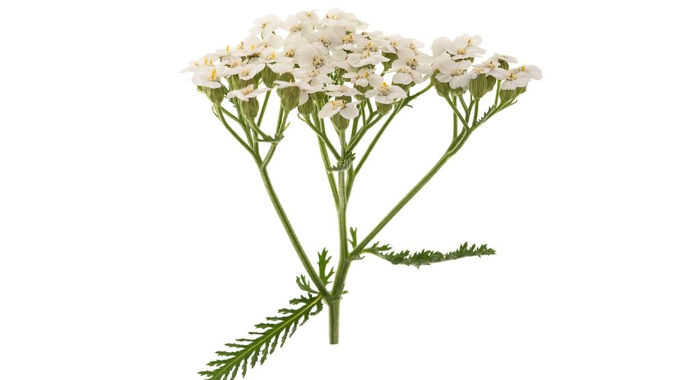 Yarrow como parte de Proctonic